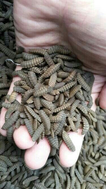 Black Soldier Fly larvae