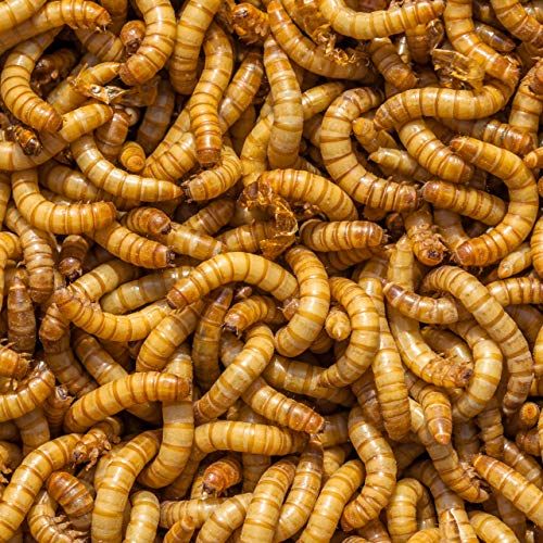 Mealworms in compost