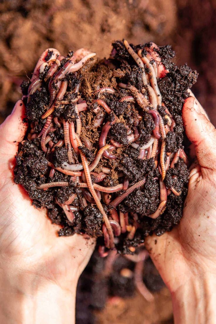 Vermicompost with earthworms